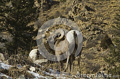 Winter Colorado big horn sheep