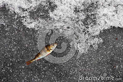 Winter fishing - perch fish on ice.