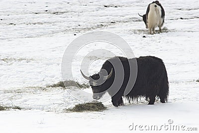 Winter food for muskox