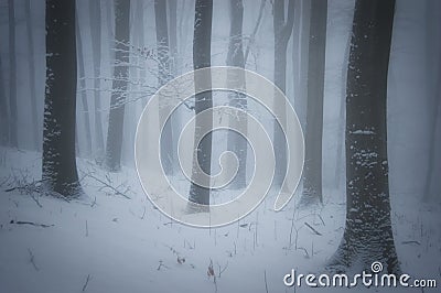 Winter in a forest with fog and frost on trees