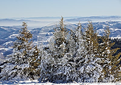 Winter forest in Serbia