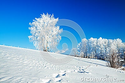Winter landscape with a lonely tree and the blue sky