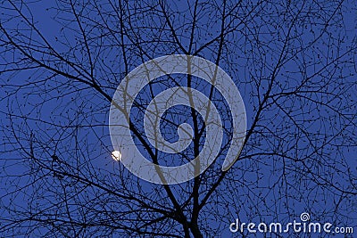 Winter moon with tree branches