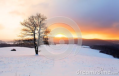 Winter mountain landscape with tree at sunset