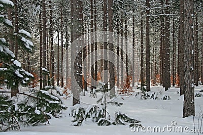 Winter Pine and Beech Tree Forest