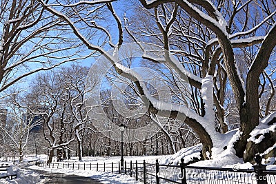 Winter Snow in Central Park, Manhattan