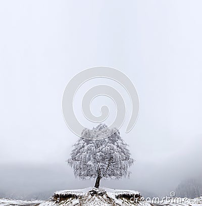 Winter Solitude tree