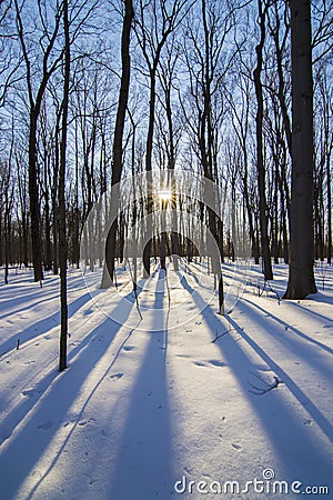 Winter Sugar maple forest