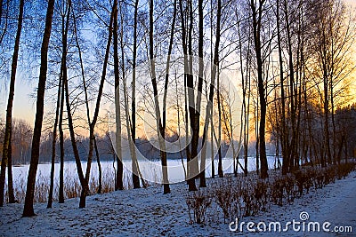 Winter sunset landscape, snow garden tree view