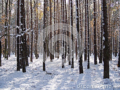 Winter Tree Lined Lane
