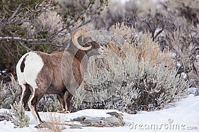 Big Horn Sheep male