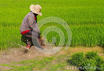 Withdrawal rice seedlings