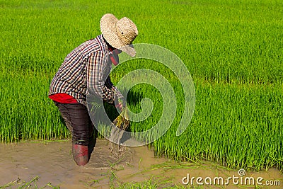 Withdrawal rice seedlings