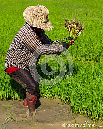 Withdrawal rice seedlings