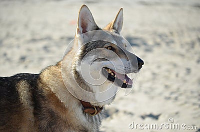 Wolf dog on the beach