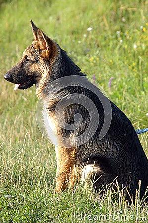 Wolf-dog on meadow