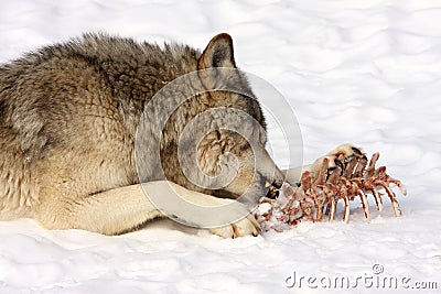 Wolf eating