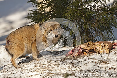Wolf eating in the snow