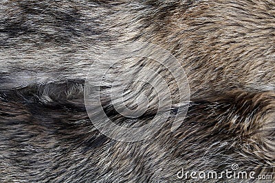 Wolf fur texture natural grey