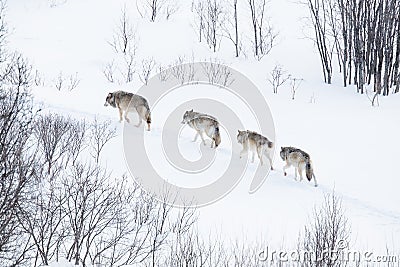 Wolf pack running in the cold landscape