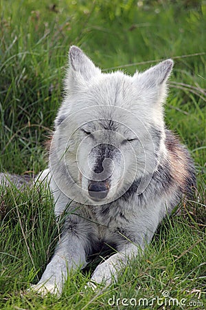Wolf resting with eyes closed