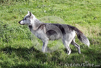 Wolf side profile landscape