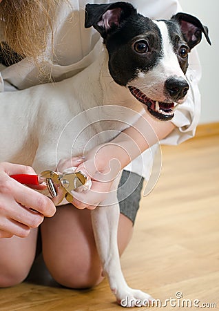 Woman cutting dog claws