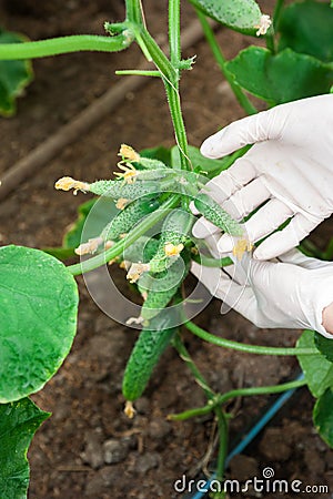 Woman gardener holding a cucumber in hand