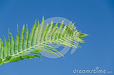 Woman hand hold fern plant leaf on blue sky