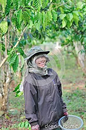 Woman is harvesting coffee berries
