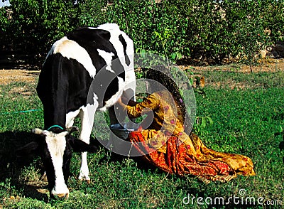 Woman milking cow in rural Iran