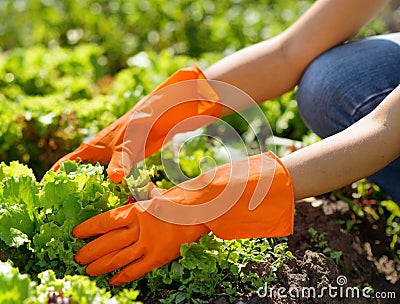 Woman in orange gloves working in the garden