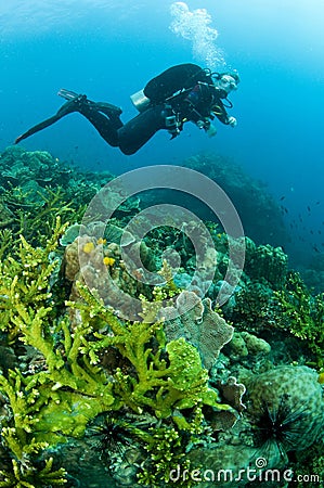 Woman scuba diver swimming in clear blue water