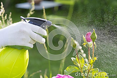 Woman spraying flowers in the garden