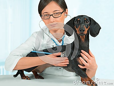 Woman veterinarian is listening dog in clinic