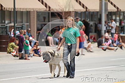 Woman walking a large dog for 4H in a parade in s