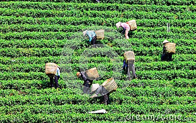 Women with conical hat harvesting tea
