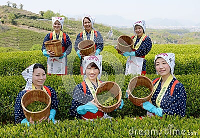 Women harvesting green tea leaves