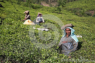 Women on the tea plantation in India
