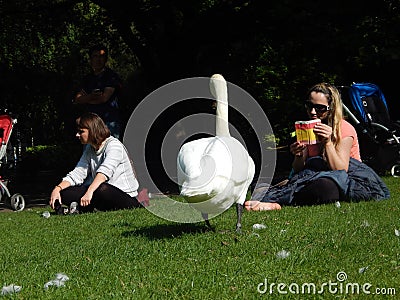 Women and a white swan