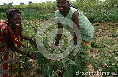 Women working on a farm, Uganda.