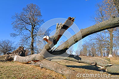 Wood Branch Royalty Free Stock Photo - Image: 22403465