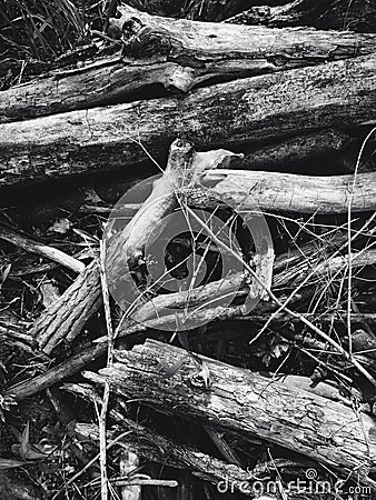 Wood on the ground