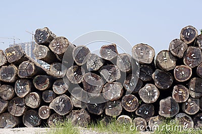 Wood logs pile