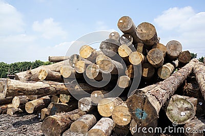 Wood logs pile