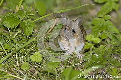 Wood Mouse or Long Tailed Field Mouse