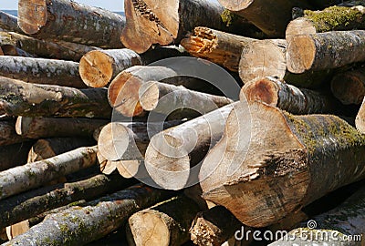Wood , tree trunk, material, construction, forest