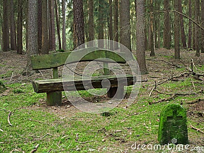 Wooden bench in fir tree forest