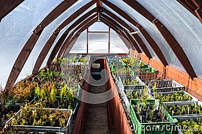 Wooden greenhouse