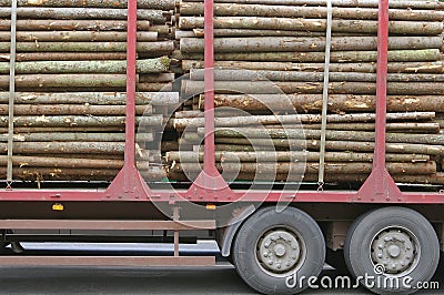 Wooden Logs on Logging Truck Trailer